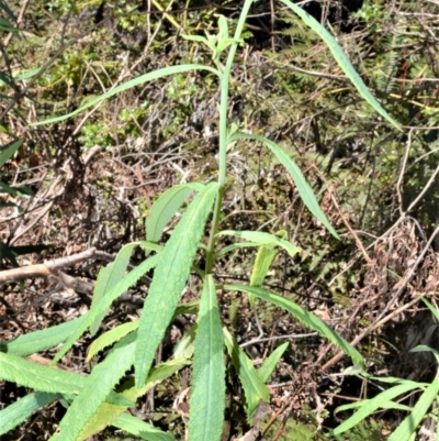 Senecio linearifolius (Fireweed Groundsel, Fireweed) at Wingecarribee Local Government Area - 2 Oct 2020 by plants