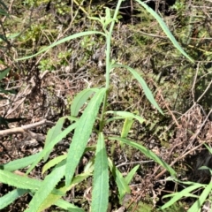 Senecio linearifolius (Fireweed Groundsel, Fireweed) at Fitzroy Falls - 2 Oct 2020 by plants