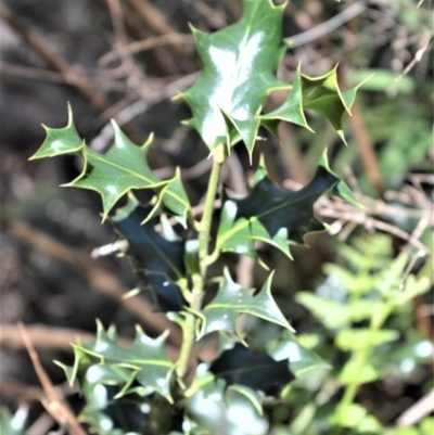 Ilex aquifolium (Holly) at Fitzroy Falls - 2 Oct 2020 by plants