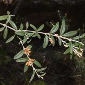 Oxylobium arborescens at Meryla, NSW - 3 Oct 2020