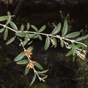 Oxylobium arborescens at Meryla, NSW - 3 Oct 2020 12:27 AM