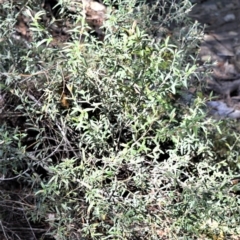 Oxylobium arborescens at Meryla, NSW - 3 Oct 2020 12:27 AM