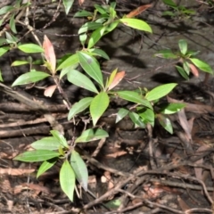 Tristaniopsis collina (Hill Kanuka) at Wingecarribee Local Government Area - 2 Oct 2020 by plants