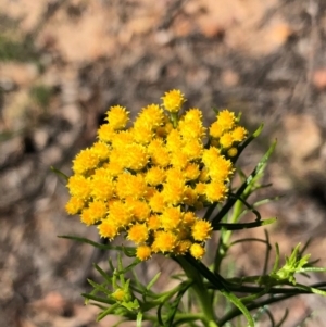 Chrysocephalum semipapposum at Bruce, ACT - 3 Oct 2020