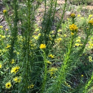 Chrysocephalum semipapposum at Bruce, ACT - 3 Oct 2020