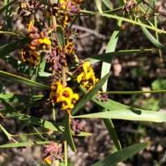 Daviesia mimosoides (Bitter Pea) at Bruce, ACT - 3 Oct 2020 by goyenjudy