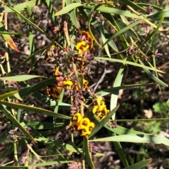 Daviesia mimosoides at Bruce, ACT - 3 Oct 2020