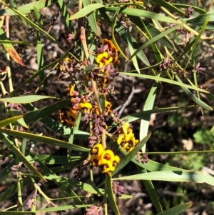 Daviesia mimosoides at Bruce, ACT - 3 Oct 2020