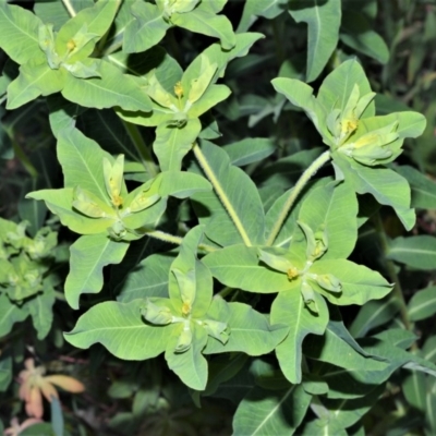 Euphorbia helioscopia (Sun Spurge) at Manchester Square, NSW - 2 Oct 2020 by plants
