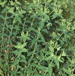 Euphorbia helioscopia at Manchester Square, NSW - 3 Oct 2020