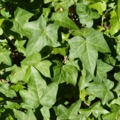 Hedera helix (Ivy) at Manchester Square, NSW - 2 Oct 2020 by plants