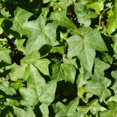 Hedera helix (Ivy) at Wingecarribee Local Government Area - 2 Oct 2020 by plants