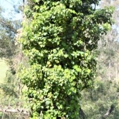 Hedera helix at Manchester Square, NSW - 3 Oct 2020