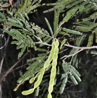 Acacia mearnsii (Black Wattle) at - 2 Oct 2020 by plants