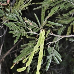 Acacia mearnsii (Black Wattle) at - 2 Oct 2020 by plants