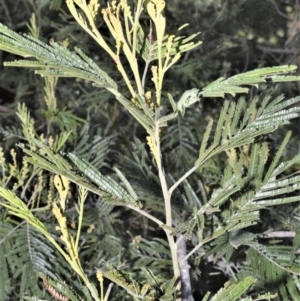 Acacia mearnsii at Manchester Square - 3 Oct 2020