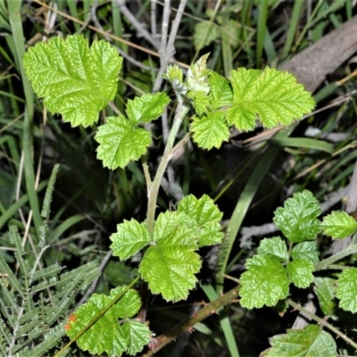 Rubus parvifolius (Native Raspberry) at  - 3 Oct 2020 by plants