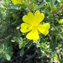 Hibbertia obtusifolia (Grey Guinea-flower) at Bruce Ridge to Gossan Hill - 3 Oct 2020 by goyenjudy