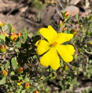 Hibbertia obtusifolia at Bruce, ACT - 3 Oct 2020