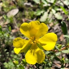 Hibbertia obtusifolia at Bruce, ACT - 3 Oct 2020 02:04 PM