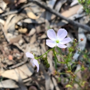 Drosera auriculata at Bruce, ACT - 3 Oct 2020