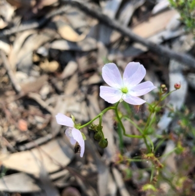 Drosera auriculata (Tall Sundew) at Bruce, ACT - 3 Oct 2020 by goyenjudy