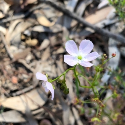 Drosera auriculata (Tall Sundew) at Gossan Hill - 3 Oct 2020 by goyenjudy