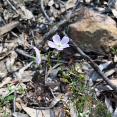 Drosera auriculata at Bruce, ACT - 3 Oct 2020