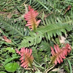 Blechnum neohollandicum (Prickly Rasp Fern) at - 2 Oct 2020 by plants