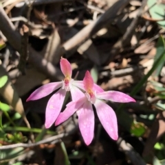 Caladenia carnea (Pink Fingers) at Bruce, ACT - 3 Oct 2020 by goyenjudy
