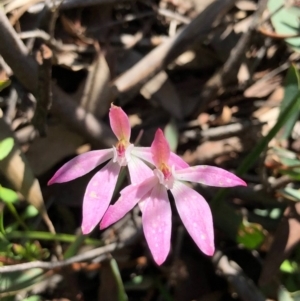 Caladenia carnea at Bruce, ACT - 3 Oct 2020