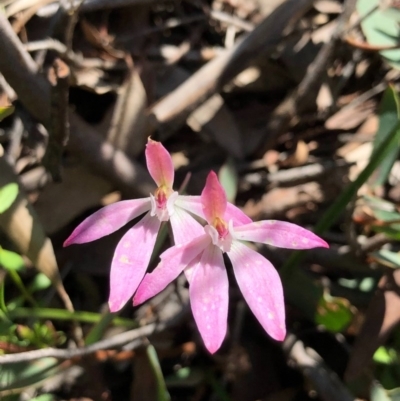 Caladenia carnea (Pink Fingers) at Bruce, ACT - 3 Oct 2020 by goyenjudy