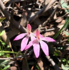 Caladenia carnea at Bruce, ACT - 3 Oct 2020