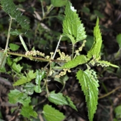 Urtica incisa (Stinging Nettle) at - 2 Oct 2020 by plants