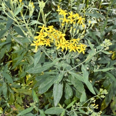 Senecio linearifolius (Fireweed Groundsel, Fireweed) at - 2 Oct 2020 by plants