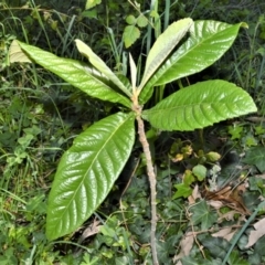 Eriobotrya japonica (Loquat) at  - 3 Oct 2020 by plants