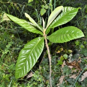 Eriobotrya japonica at Manchester Square - 3 Oct 2020