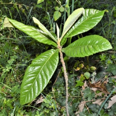 Eriobotrya japonica (Loquat) at  - 3 Oct 2020 by plants