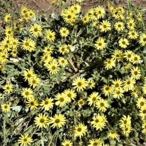 Arctotheca calendula at Moss Vale - 3 Oct 2020