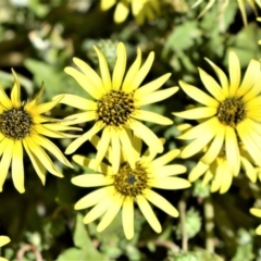 Arctotheca calendula at Moss Vale - 3 Oct 2020