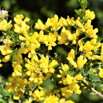 Genista monspessulana (Cape Broom, Montpellier Broom) at Moss Vale - 3 Oct 2020 by plants