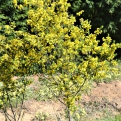 Genista monspessulana at Moss Vale, NSW - 3 Oct 2020