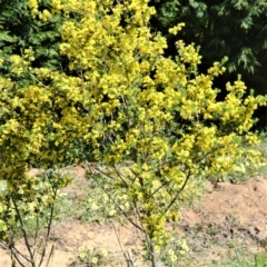 Genista monspessulana at Moss Vale, NSW - 3 Oct 2020 01:42 AM