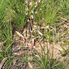 Stylidium graminifolium (grass triggerplant) at Fitzroy Falls - 3 Oct 2020 by plants