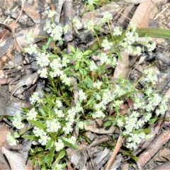 Poranthera microphylla (Small Poranthera) at Fitzroy Falls - 2 Oct 2020 by plants