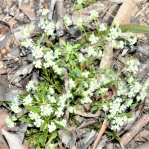 Poranthera microphylla at Fitzroy Falls - 3 Oct 2020