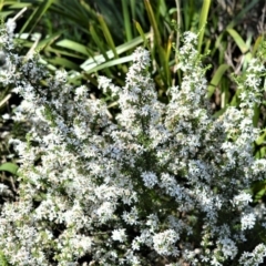 Olearia microphylla (Olearia) at Fitzroy Falls - 2 Oct 2020 by plants