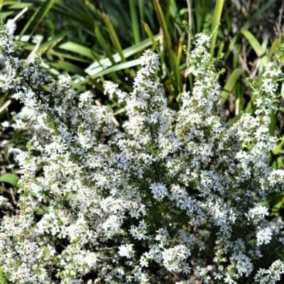 Olearia microphylla (Olearia) at Fitzroy Falls, NSW - 2 Oct 2020 by plants