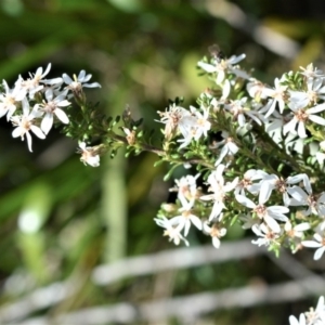 Olearia microphylla at Fitzroy Falls, NSW - 3 Oct 2020