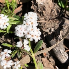 Leucopogon or Styphelia sp. (A Beard-heath) at Bruce, ACT - 3 Oct 2020 by goyenjudy